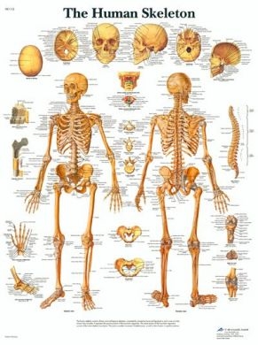 Wall chart (human skeleton), 1pce