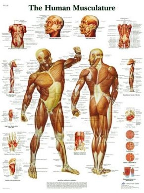 Wall chart (human muscles), 1pce
