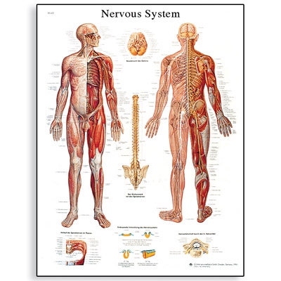 Wall chart (human nervous system), 1pce