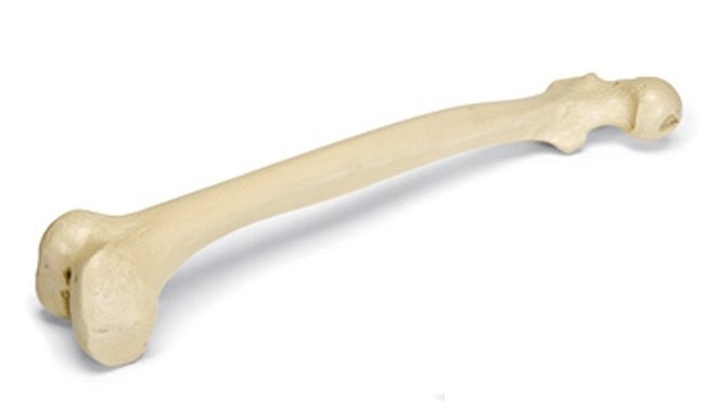 Distale tibia with skin adult, 1pce